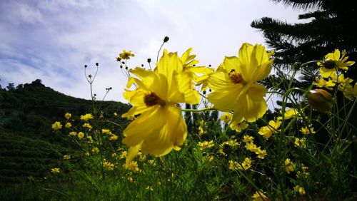 Close-up of yellow flowering plant on field