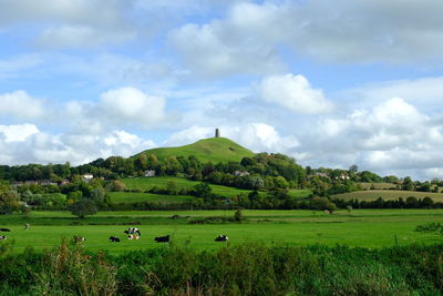 Cows grazing on field against sky