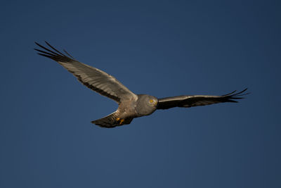 Low angle view of eagle flying against clear blue sky