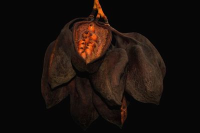 Close-up of dried flowers against black background