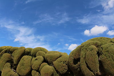 Low angle view of plants against sky