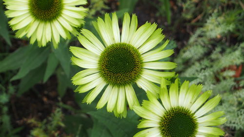 Close-up of coneflowers blooming outdoors