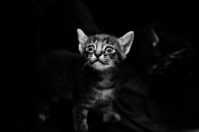 Portrait of kitten on black background