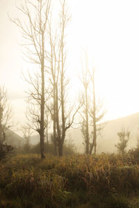 Bare trees on field against sky