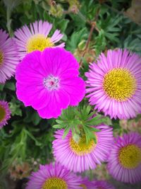 Close-up of fresh pink flowers blooming outdoors