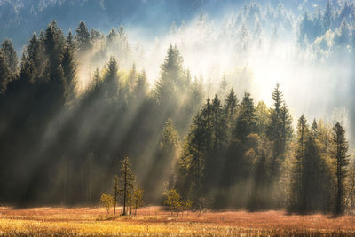 Trees in forest against sky during foggy weather