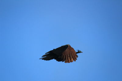 Low angle view of peacock flying against clear blue sky