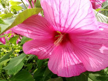 Close-up of pink hibiscus blooming outdoors