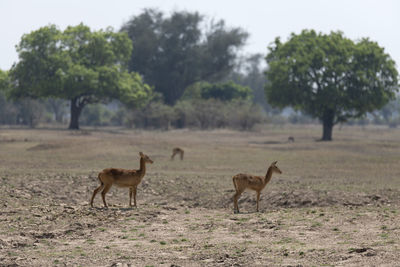 Impalas standing in a field