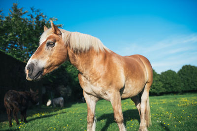 Horses standing in ranch