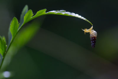 Close-up of insect on plant