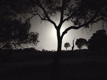 Bare trees on grassy field