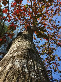 Low angle view of tree against sky