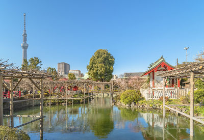 Tokyo skytree overlooking the pond surrounded by pergola and plum trees in the kameido tenjin shrine