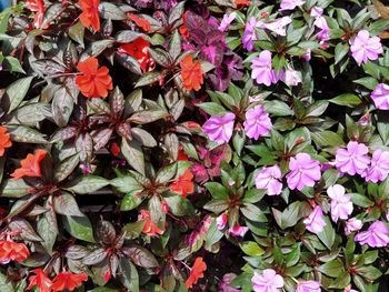 High angle view of pink flowering plants