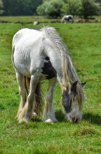 Horse grazing on field