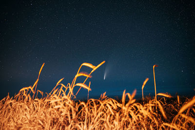 Low angle view of star field against sky at night