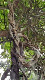 Low angle view of trees growing in forest