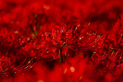 Full frame shot of red flowering plant