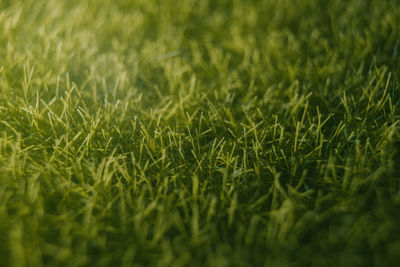 Full frame shot of grass