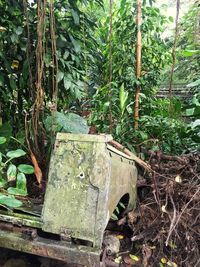 Abandoned house in forest