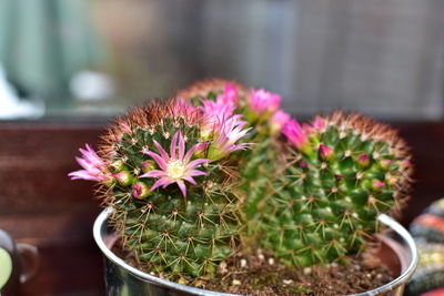 Close-up of potted cactus plant