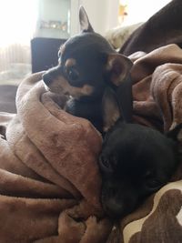 Close-up of puppy relaxing on bed at home
