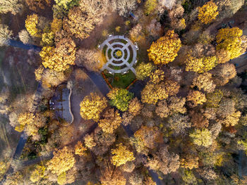 Aerial view of trees in forest