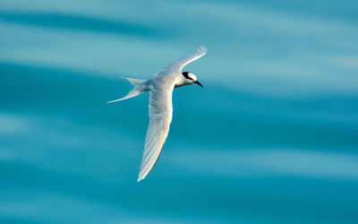 Seagull flying against sky