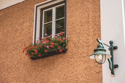 Flower pots on window of building