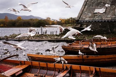 Seagulls flying over water against sky