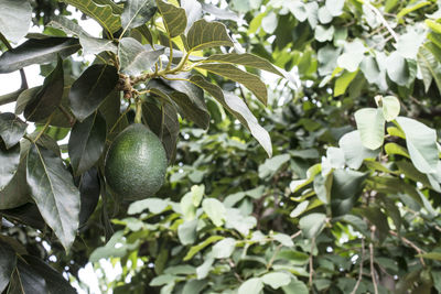 Close-up of fruits growing on tree