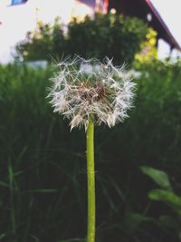 Close-up of dandelion