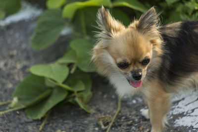 Portrait of a dog on field