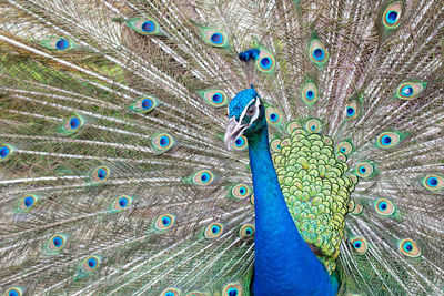 Close-up of peacock