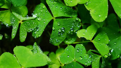 Close-up of wet leaves on rainy day