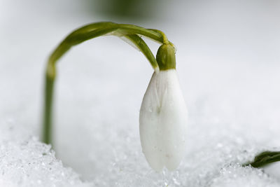 The snowdrop in the snow