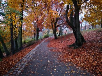 Sunlight falling on autumn leaves