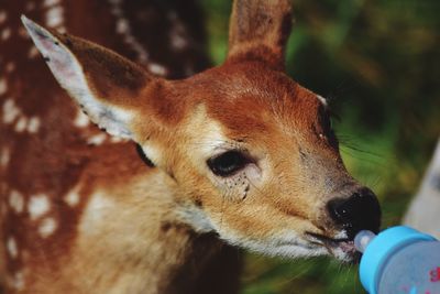 Close-up of deer