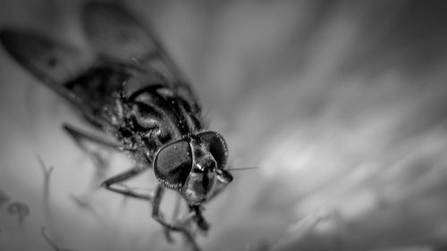 Close-up of fly