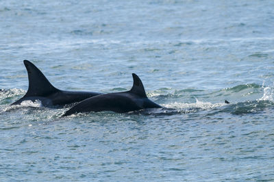 Close-up of whale swimming in sea