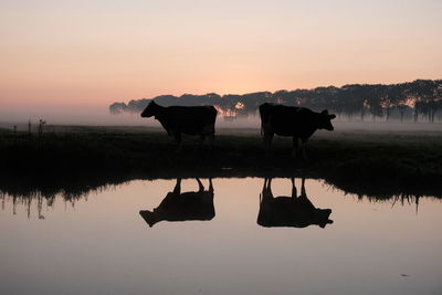 Silhouette horse standing on lake against sky during sunset