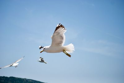 Low angle view of seagulls flying