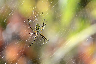 Close-up of spider and web against blurred background