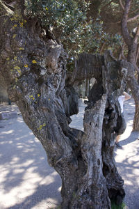 Close-up of tree trunk