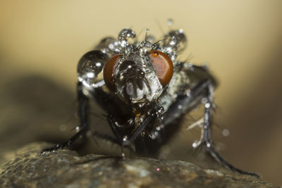 Close-up of insect