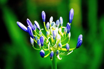 Close-up of purple flowers