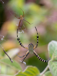 spider web