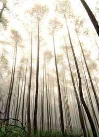 Low angle view of trees in forest against sky