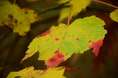 Close-up of yellow maple leaves